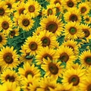 Meet your Posher, Kennedi